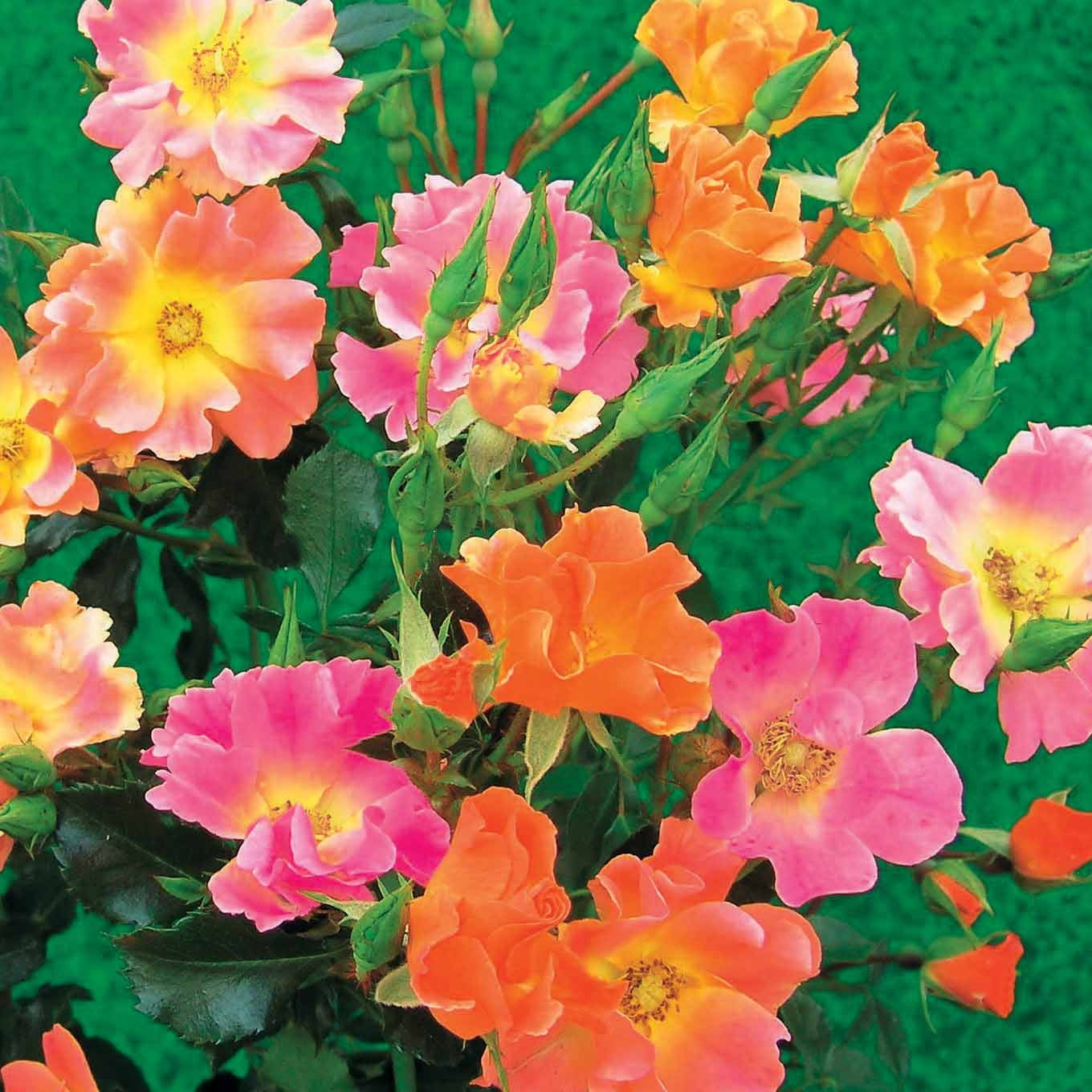 Bakker Rosa Happy Chappy rosier lot 3 racines nues