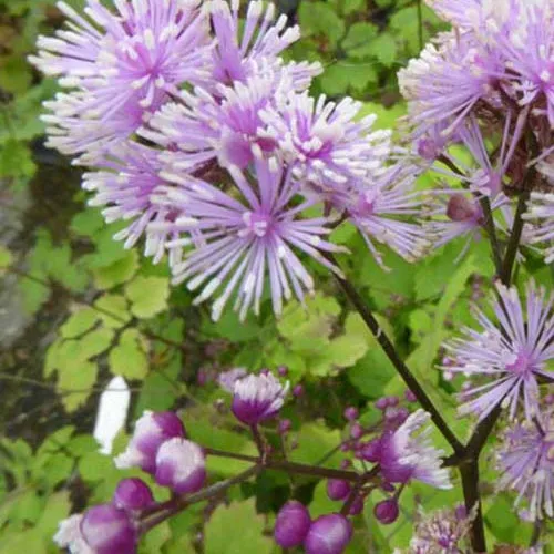 Bakker Perfume Star pigamon vivace pot 9cm violet