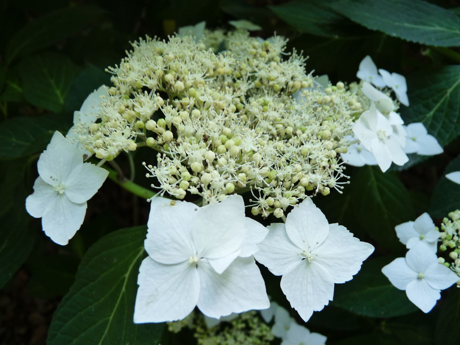 Les Hortensias du Haut Bois Hydrangea serrata Shiro gaku hortensia blanc fleurs plates