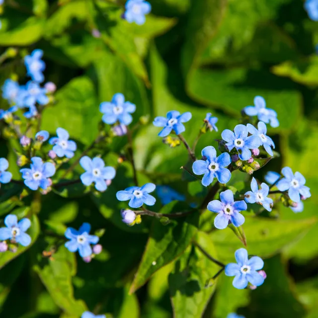 Bakker Buglosse Sibérie plante vivace pot 9cm fleur bleue ombre