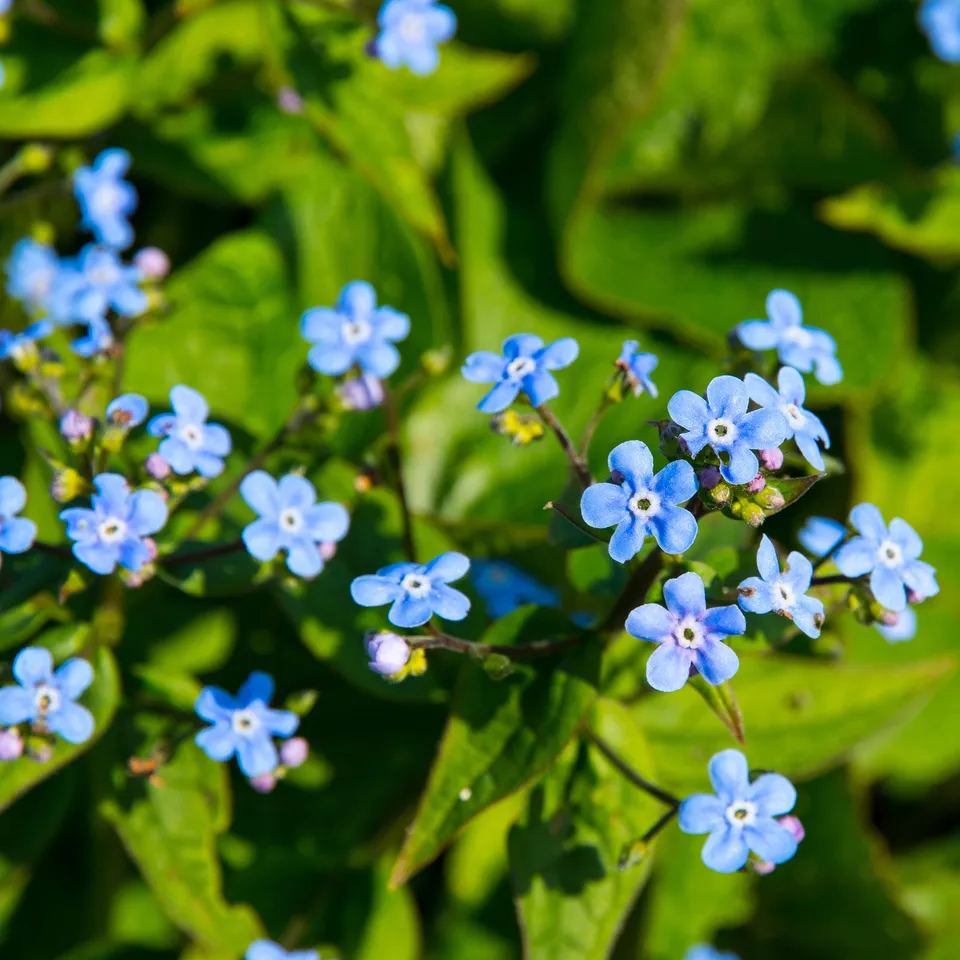 Bakker Buglosse Sibérie plante vivace pot 9cm fleur bleue ombre