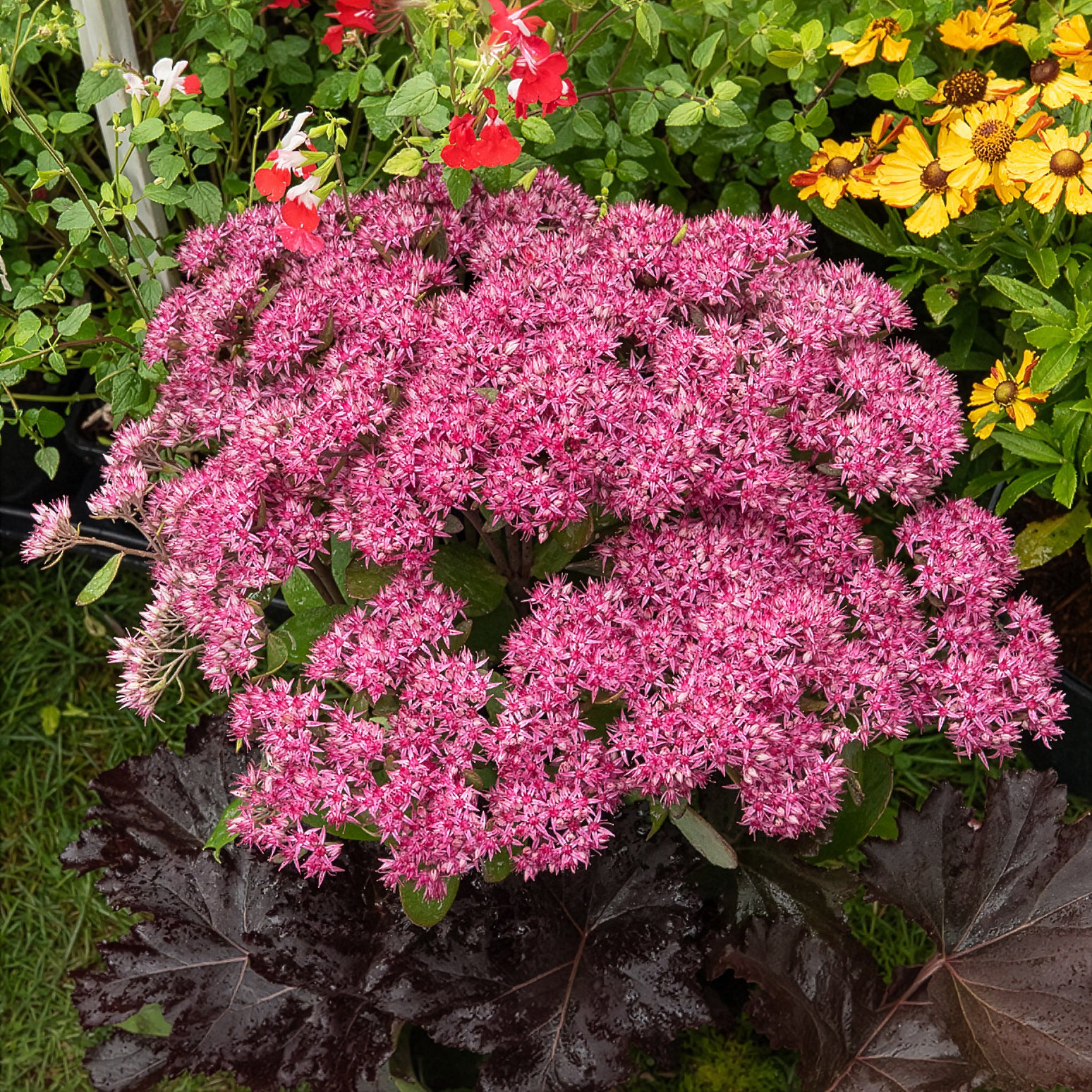 Bakker Sedum Mr Goodbud vivace pot Ø9cm rose