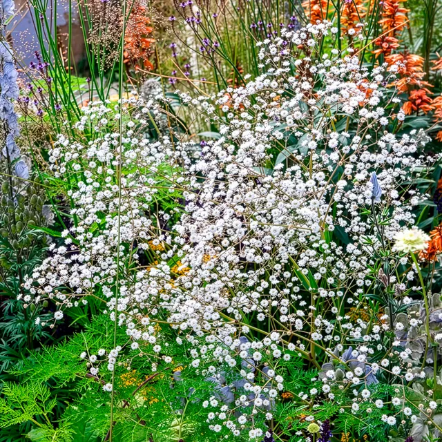 Bakker Gypsophile Bristol Fairy vivace pot 8cm fleurs doubles