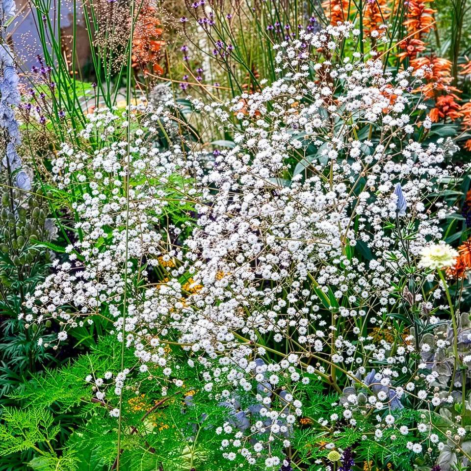 Bakker Gypsophile Bristol Fairy vivace pot 8cm fleurs doubles