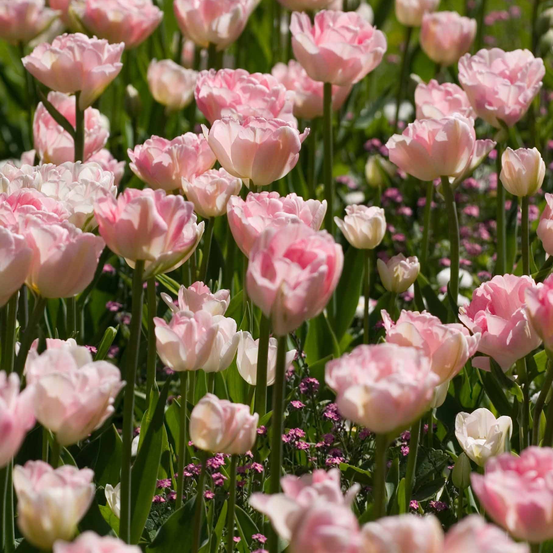 Bakker Bulbes à fleurs Tulipe Angélique double rose 10 bulbes