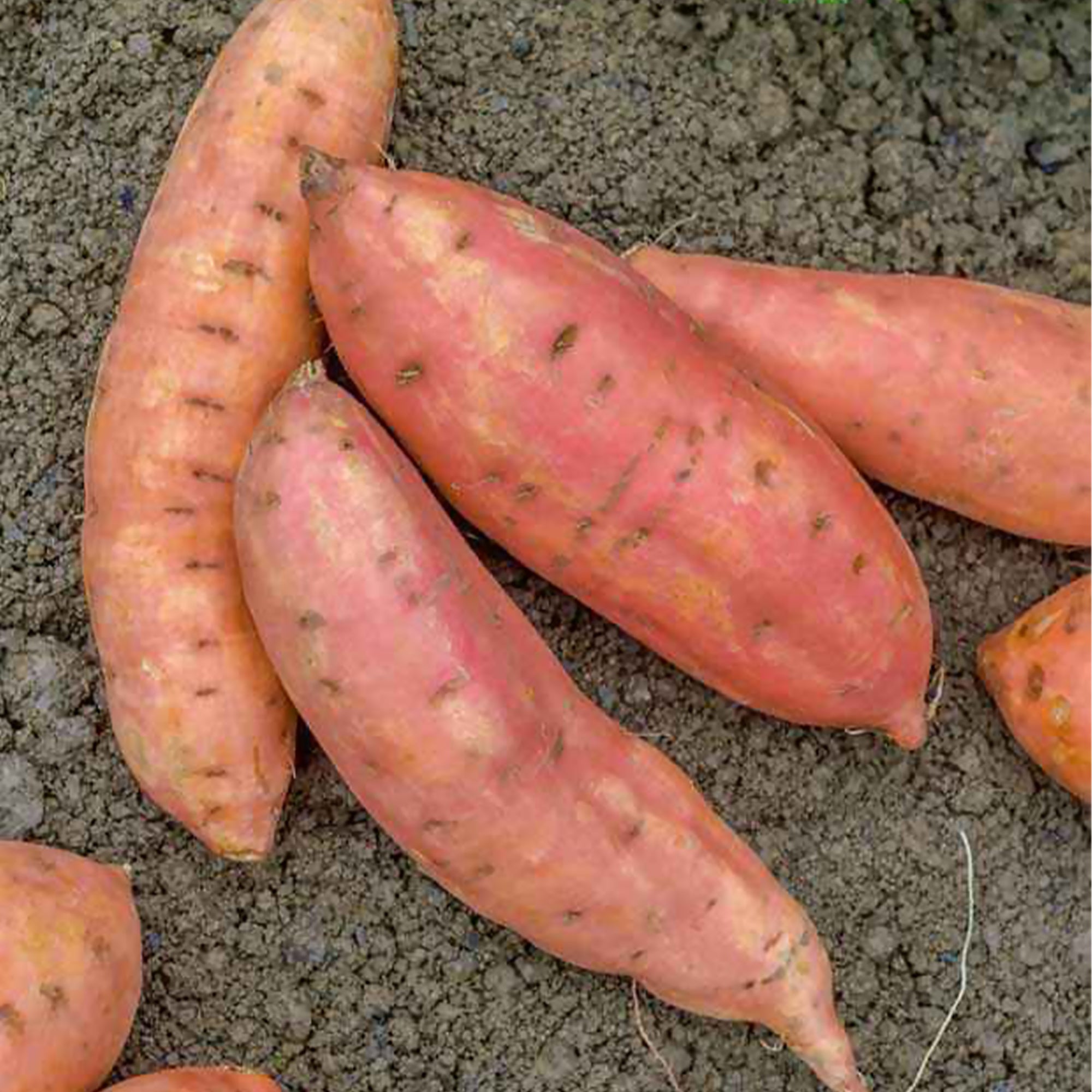 Bakker Potager et Graines Plant Patate douce Beauregard 3 plants