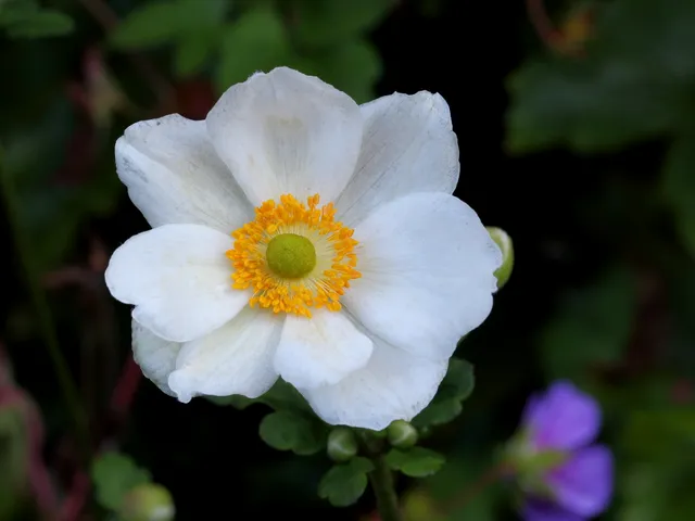 Passion Vivaces Anemone Honorine Jobert vivace godet blanc pur