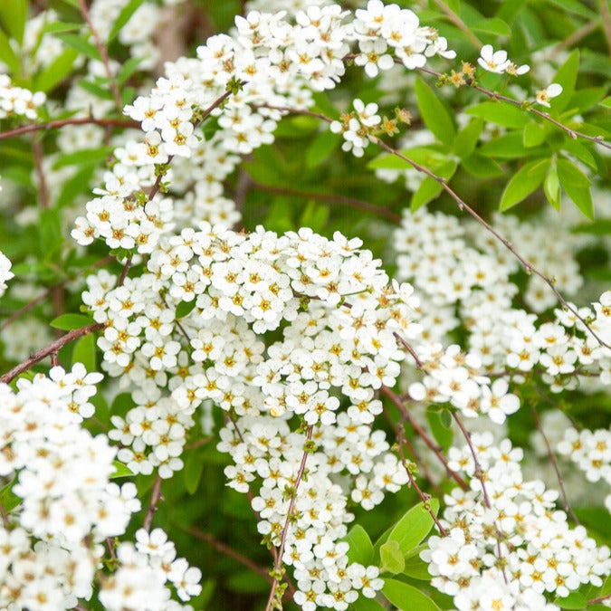 Bakker Spiraea dentelée arbuste fleurs blanches 20-30cm