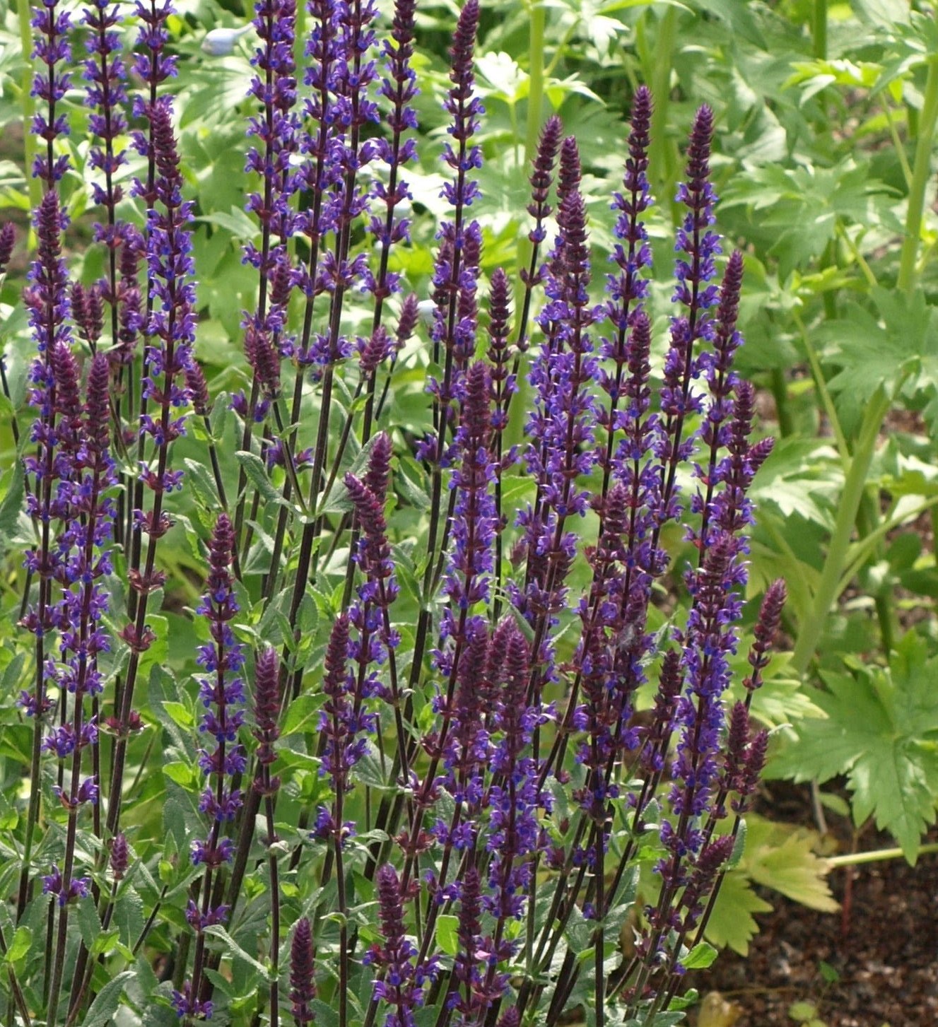 Passion Vivaces Salvia Carradona sauge pot 1 litre épis bleu violacé