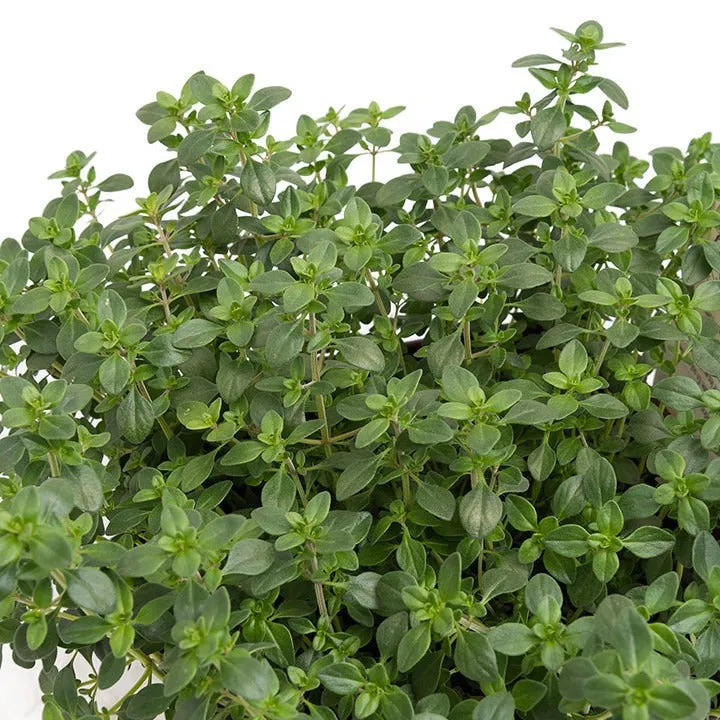 Bakker Thym citron plante aromatique pot 13cm rampant