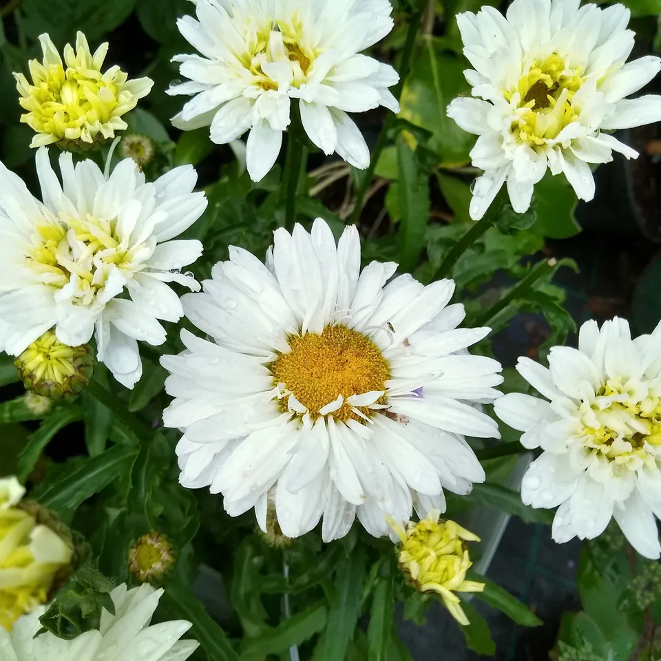 Bakker Victorian Secret marguerite d'été pot 8cm blanc rosé