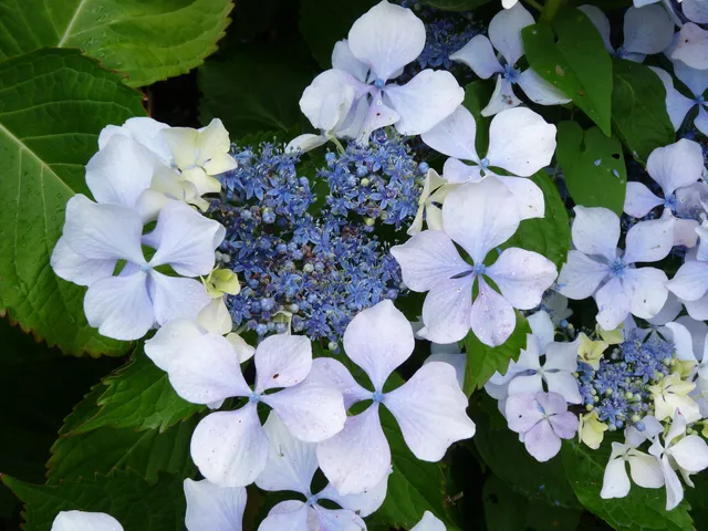 Les Hortensias du Haut Bois Beauté Vendômoise hortensia fleurs plates