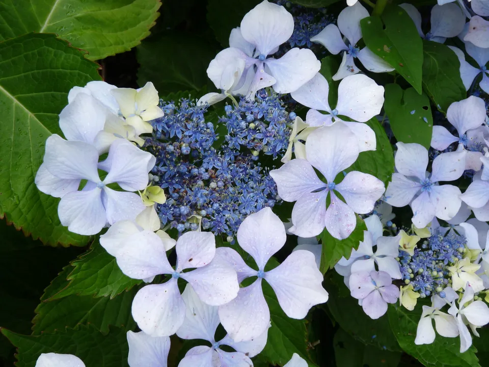Les Hortensias du Haut Bois Beauté Vendômoise hortensia fleurs plates