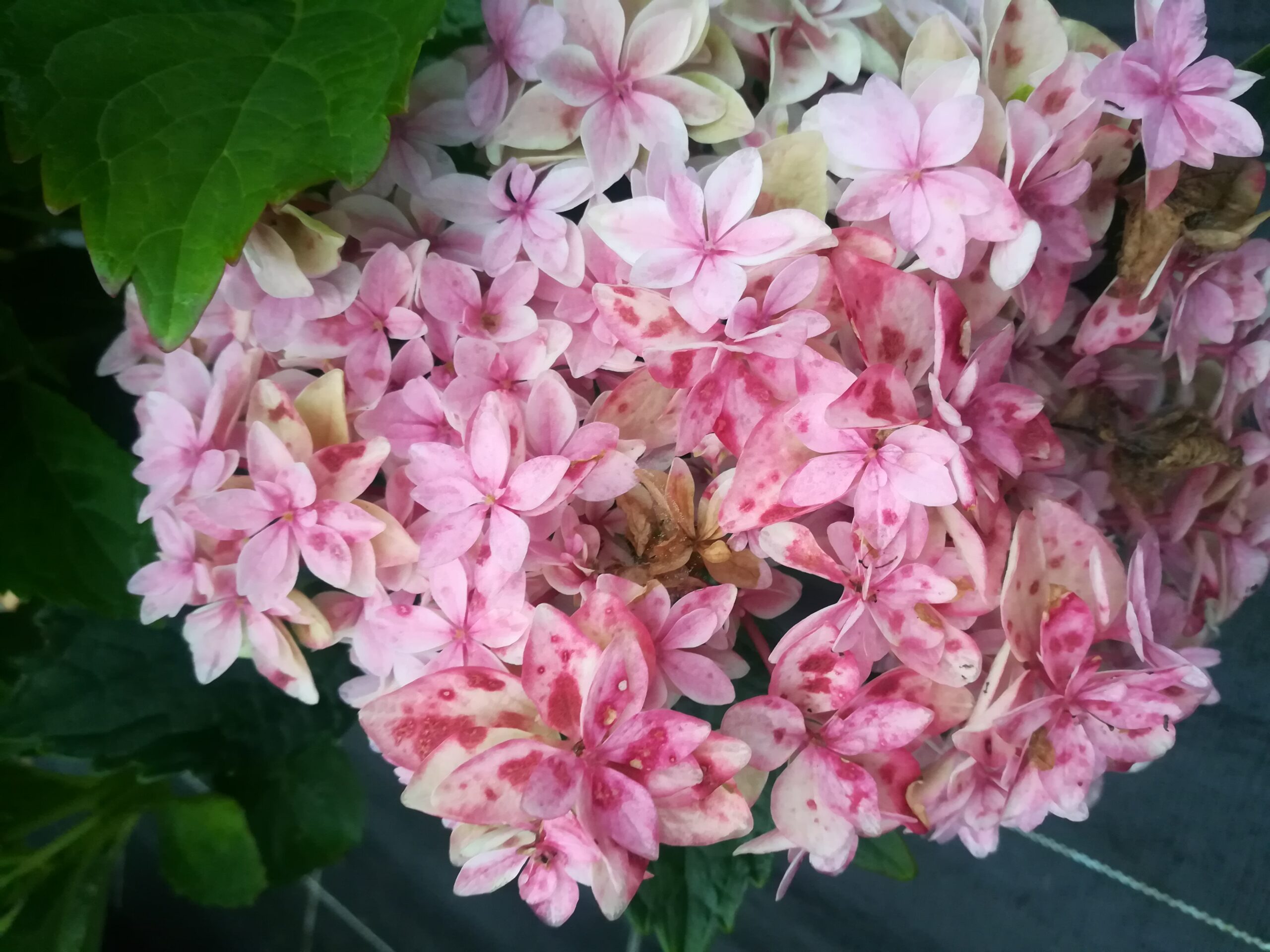 Les Hortensias du Haut Bois Louison hortensia boule godet 2023
