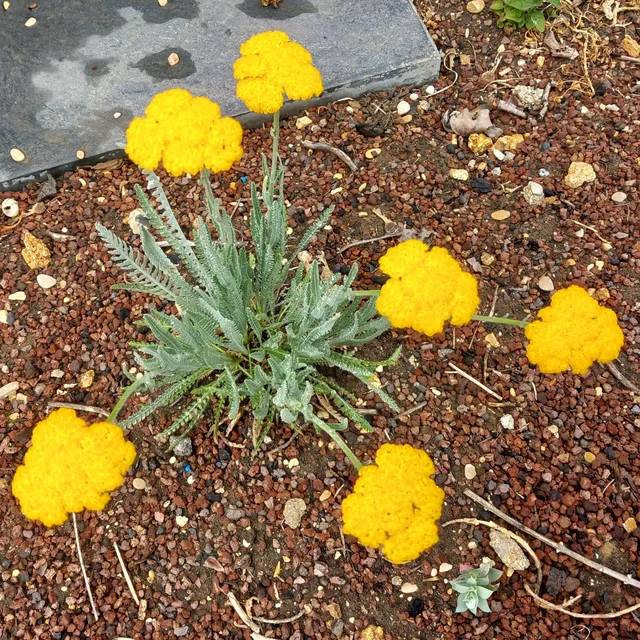 Passion Vivaces ACHILLEA Schwellenburg plante vivace fleur jaune vif