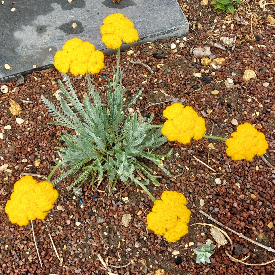 Passion Vivaces ACHILLEA Schwellenburg plante vivace fleur jaune vif