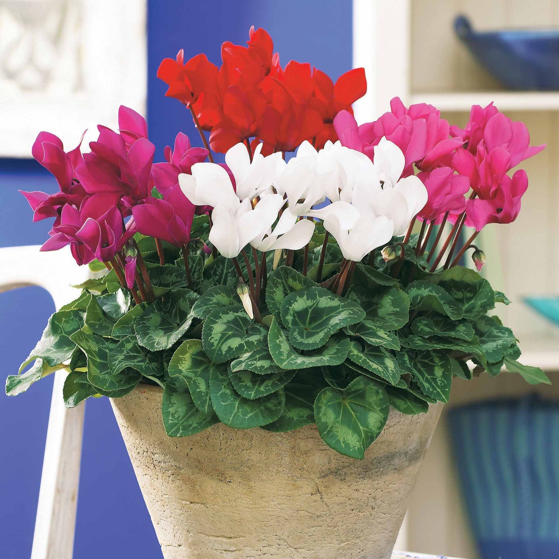 Bakker Mini-cyclamens Super série 3 pots 10,5cm couleurs hiver