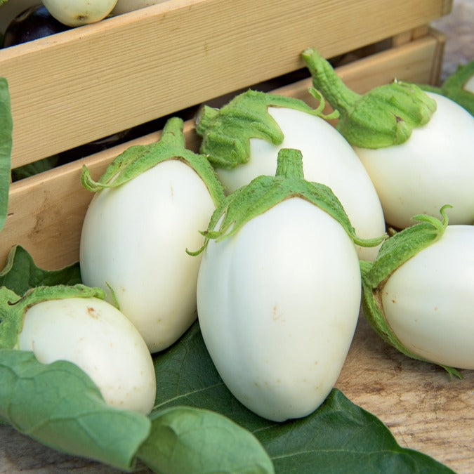 Bakker Aubergine Blanche ronde à œufs graines 1g