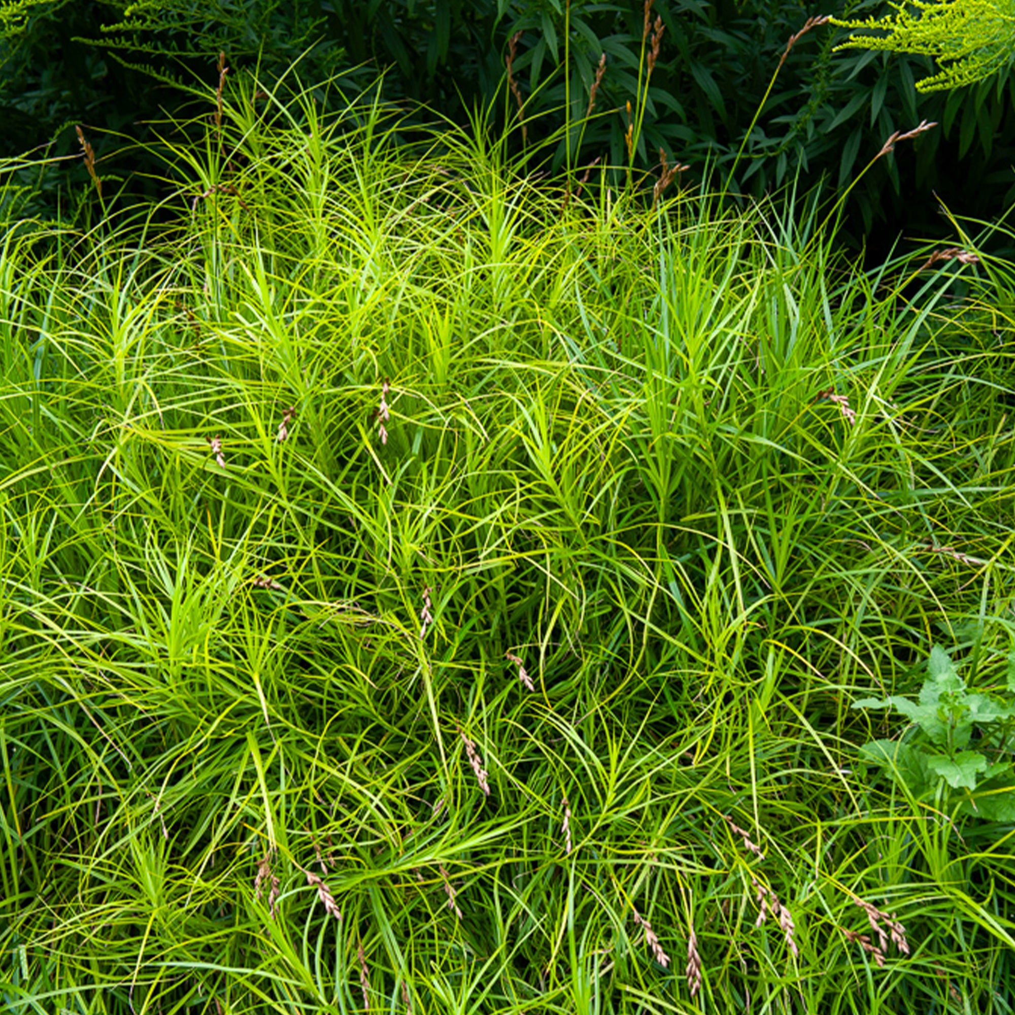 Bakker Laîche Amérique Carex pot 8cm ombre humide