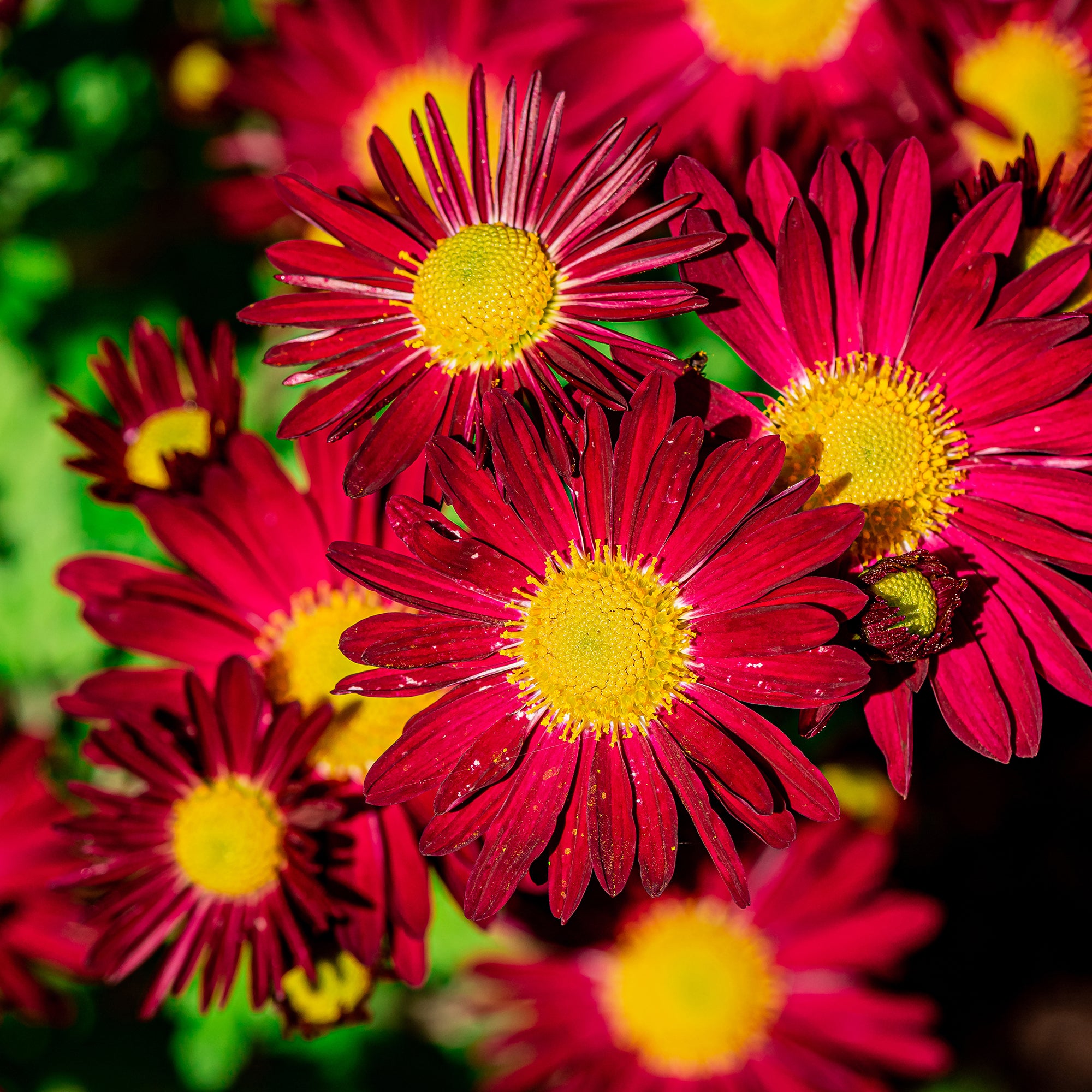 Bakker Robinsons Red pyrèthre vivace pot 9cm marguerite rouge