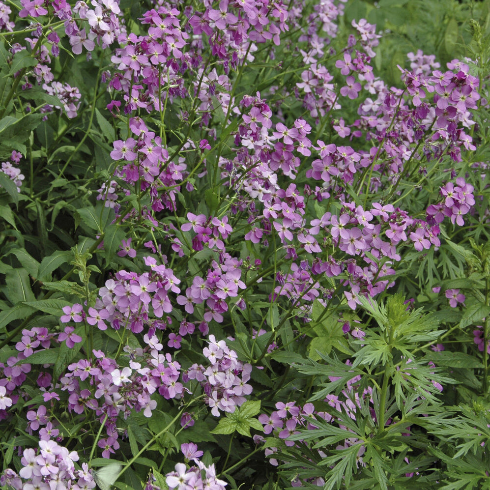 Bakker Julienne des Dames vivace pot 9cm violet