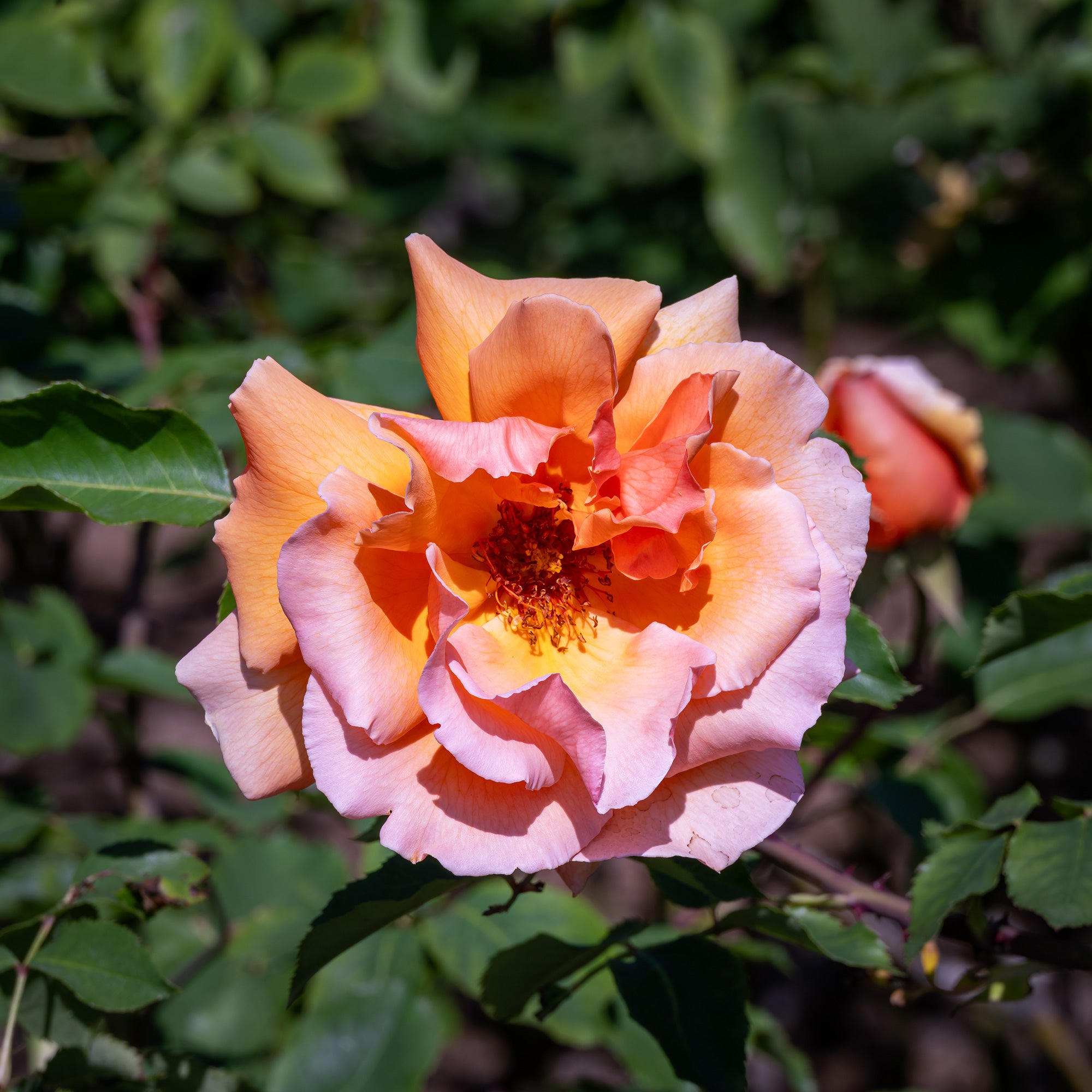 Bakker Just Joey rosier buisson pot 4L fleur saumon parfumé