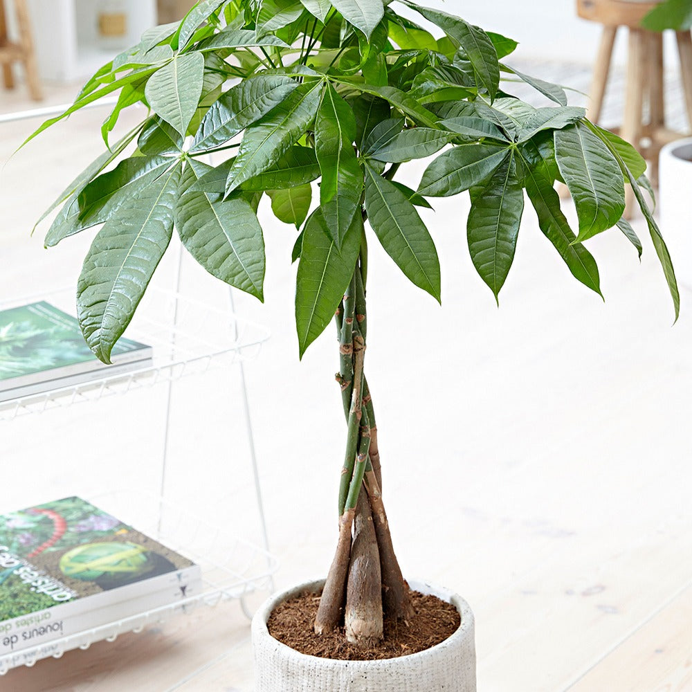 Bakker Pachira aquatica arbre à argent pot 21cm tressé