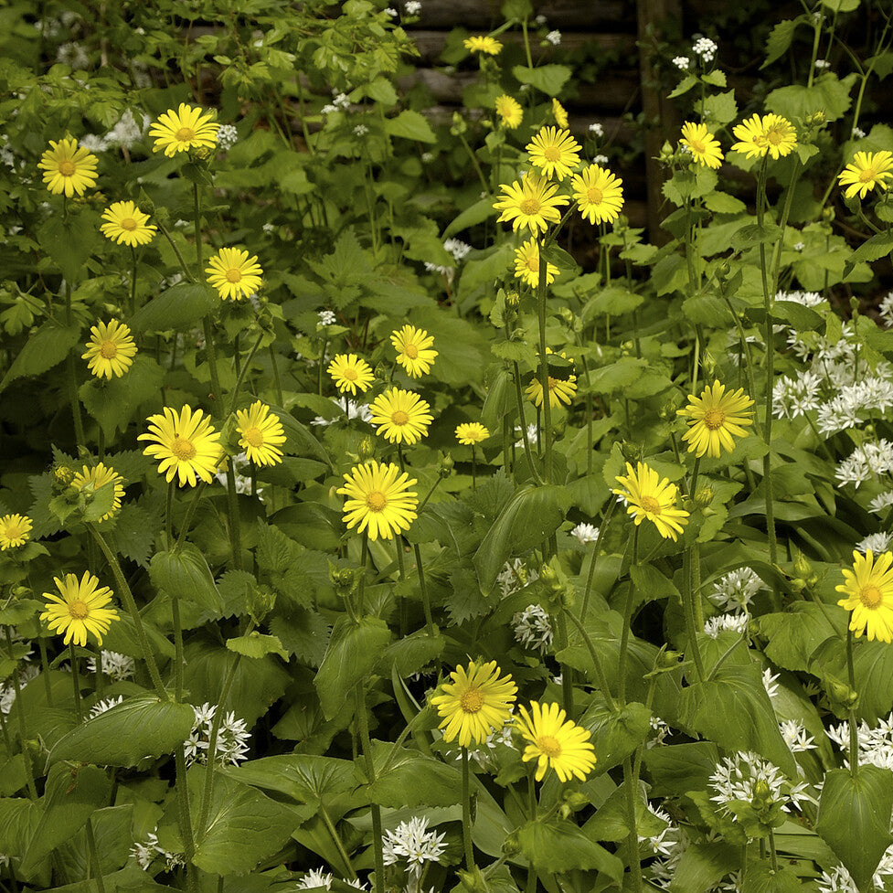 Bakker Oeil de boeuf jaunes vivace pot Ø 9cm floraison mai-septembre