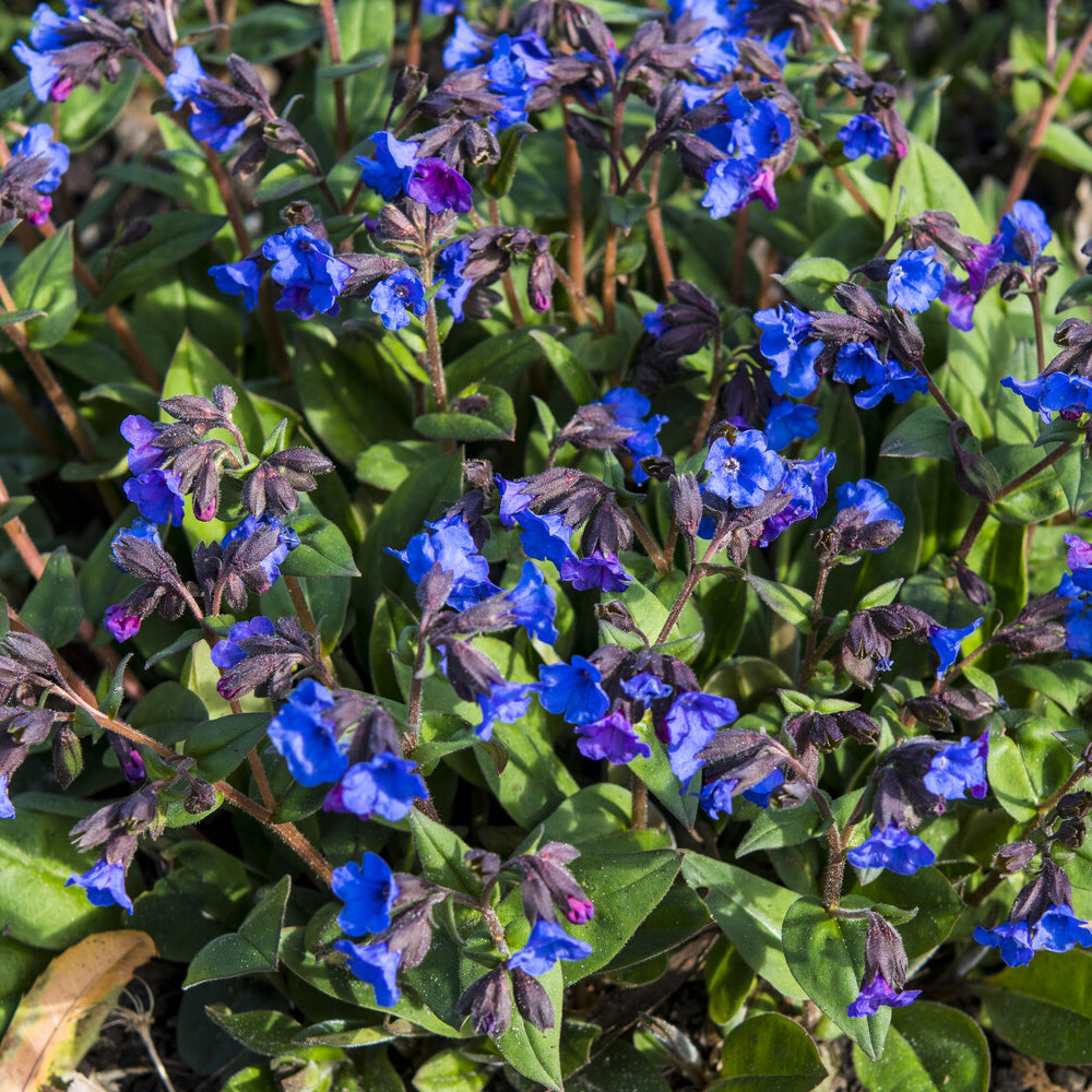Bakker Blue Ensign pulmonaire bleue pot 9cm