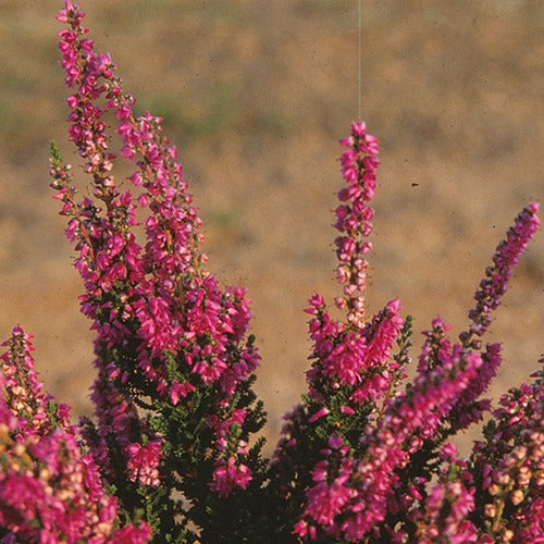 Bakker Bruyère Darkness callune pot 8cm fleurs rouges