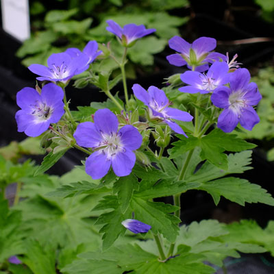 Passion Vivaces Geranium sylvaticum Amy Doncaster plante vivace pot 1L