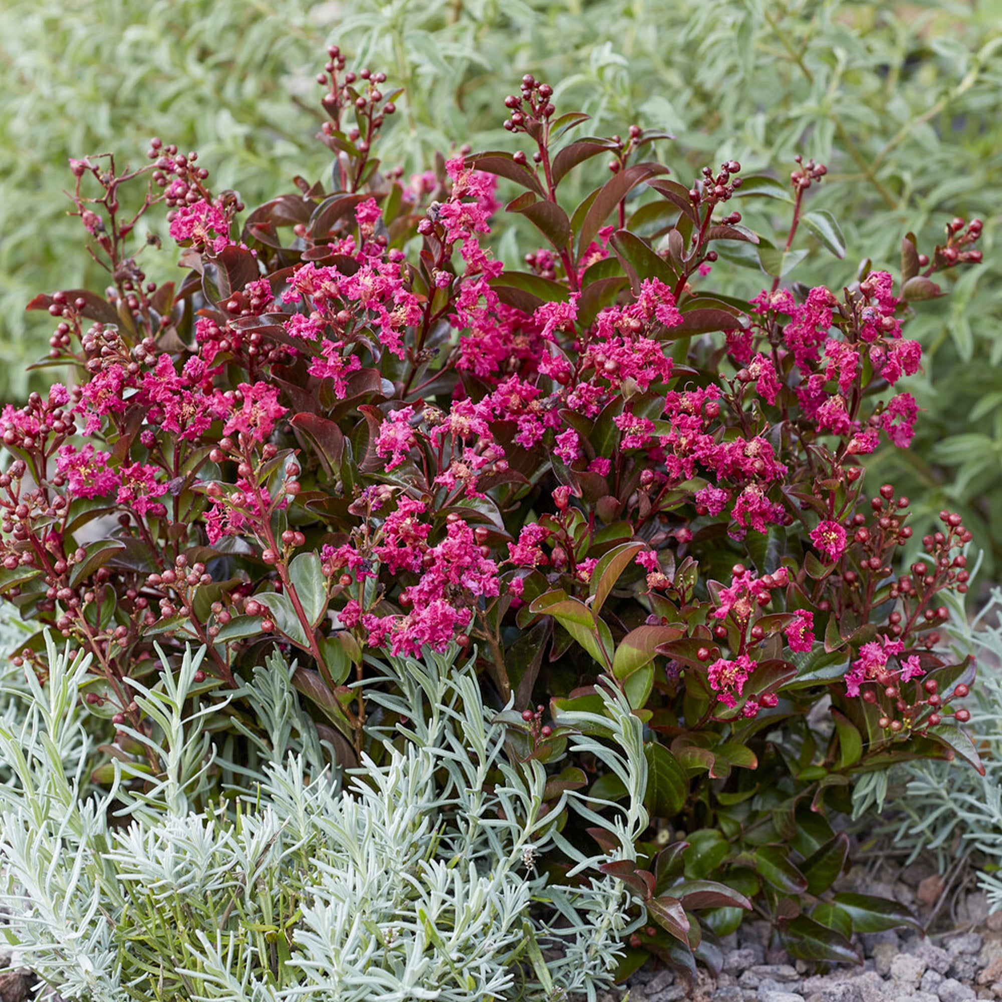 Bakker Berry Dazzle lilas des Indes fuchsia godet 9cm