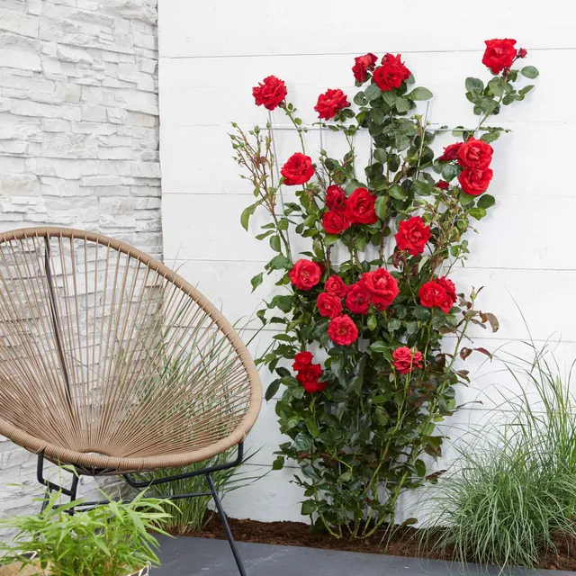 Bakker Rosiers Crazy in Love grimpant pot Ø15cm rouge 40-50cm