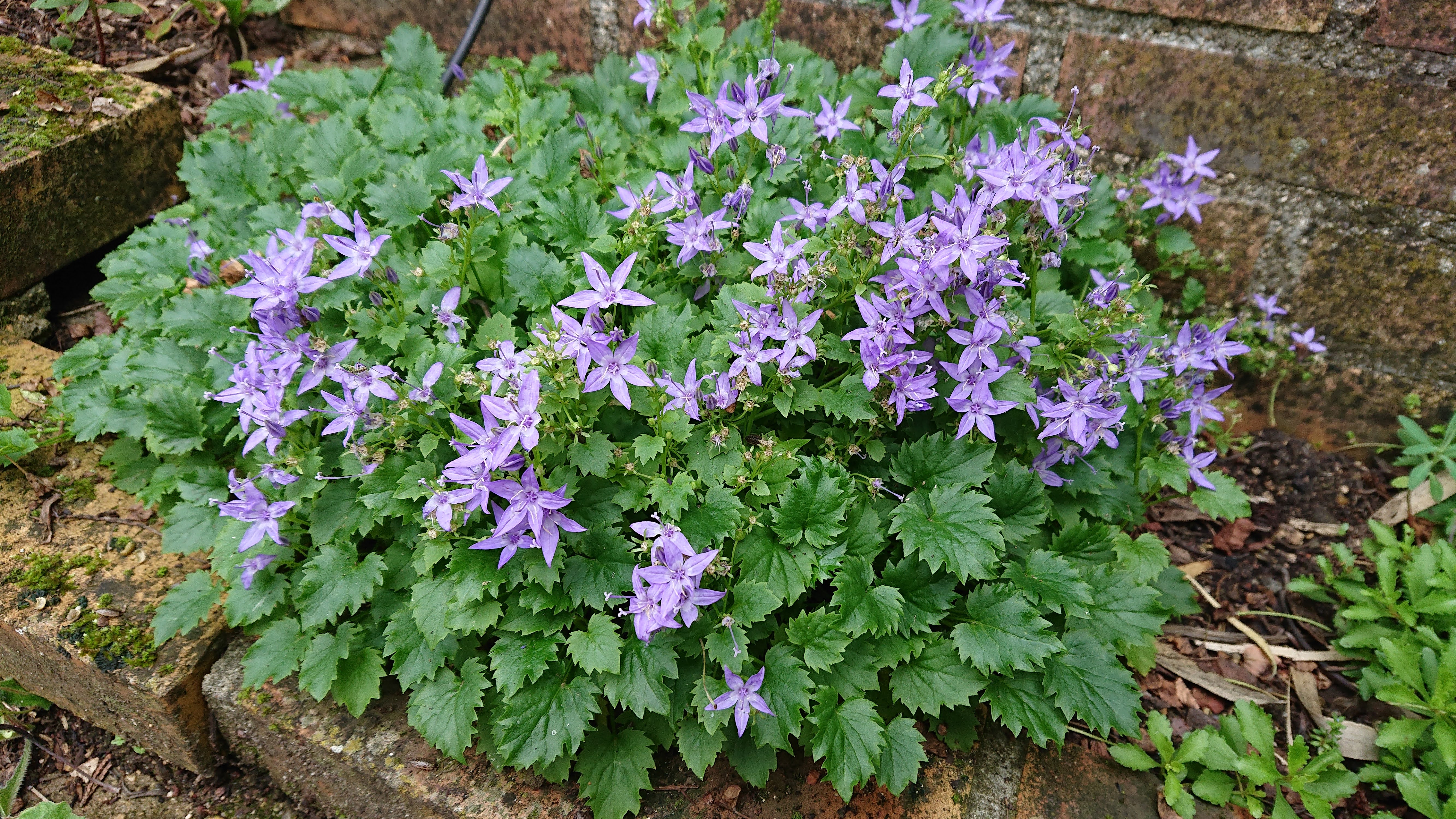 Passion Vivaces Campanula garganica Hirsuta campanule pot 1L bleue