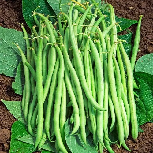 Bakker Potager Haricot nain Braimar graine sachet 200g sans fil
