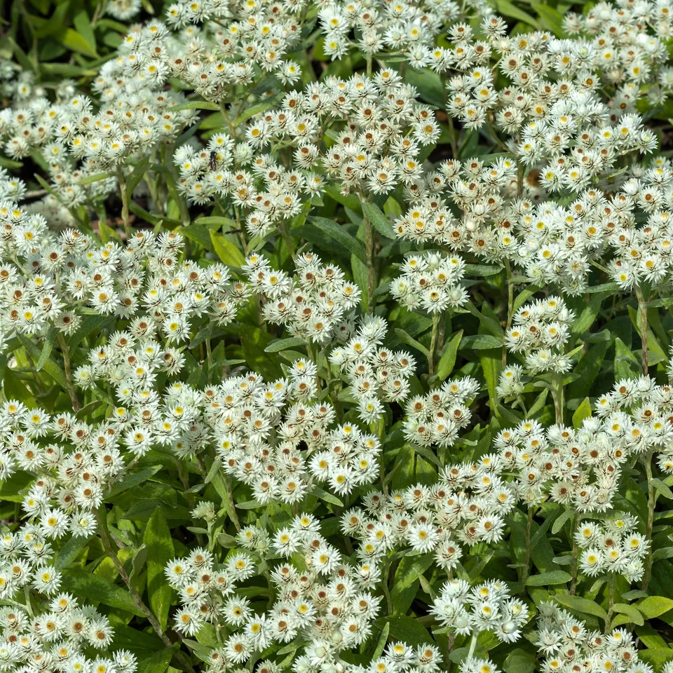 Bakker Immortelle Himalaya Sommerschnee vivace blanche pot Ø9cm