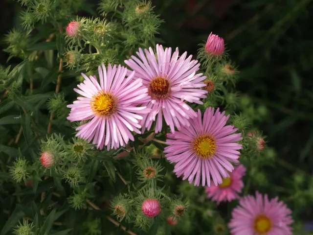 Passion Vivaces ASTER novae-angliae Denise aster godet rose