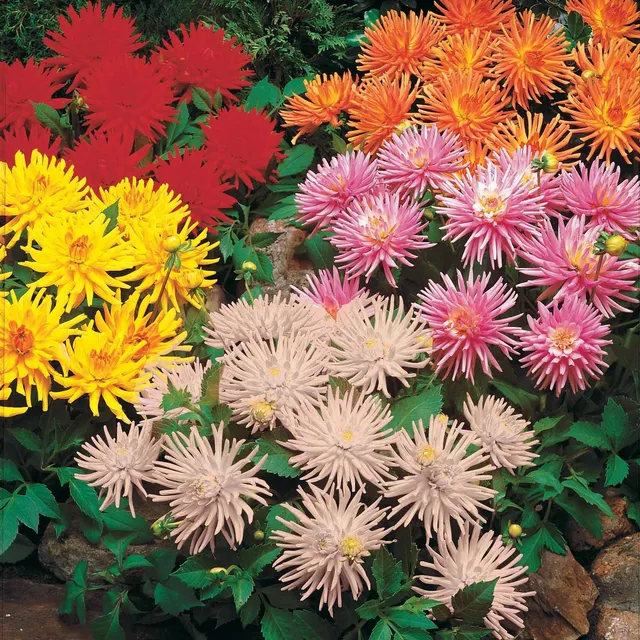 Bakker Dahlias Cactus Nains bulbes sachet 5 mélange