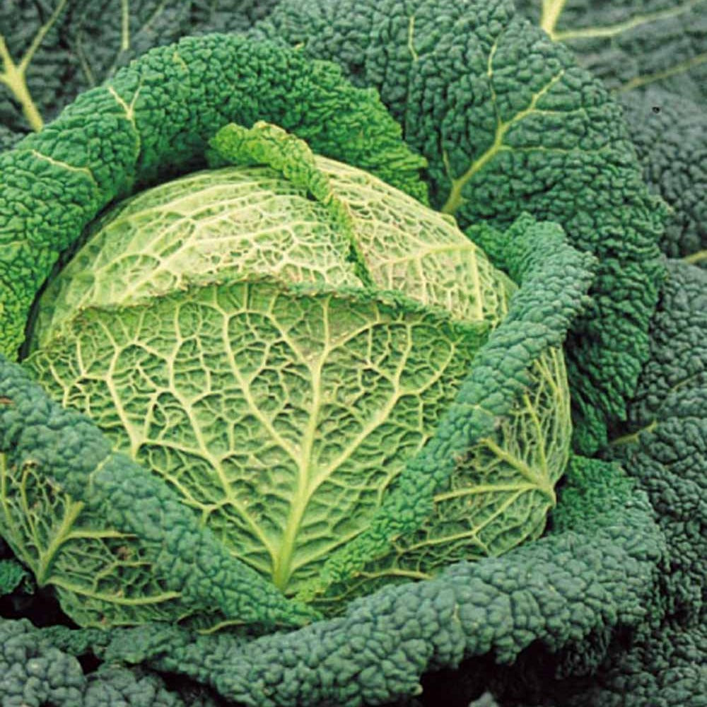 Bakker Potager Chou Milan Winterkoning 2 sachet 1g 320 graines
