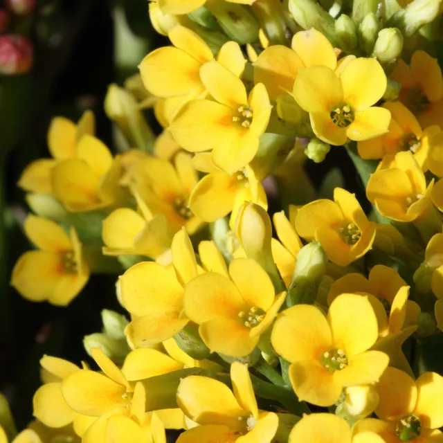 Bakker Kalanchoe jaune succulente pot Ø 9 cm