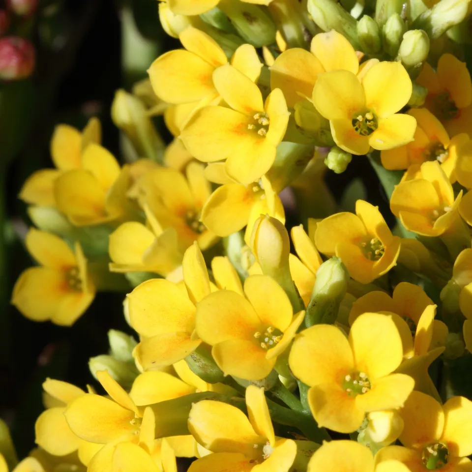 Bakker Kalanchoe jaune succulente pot Ø 9 cm
