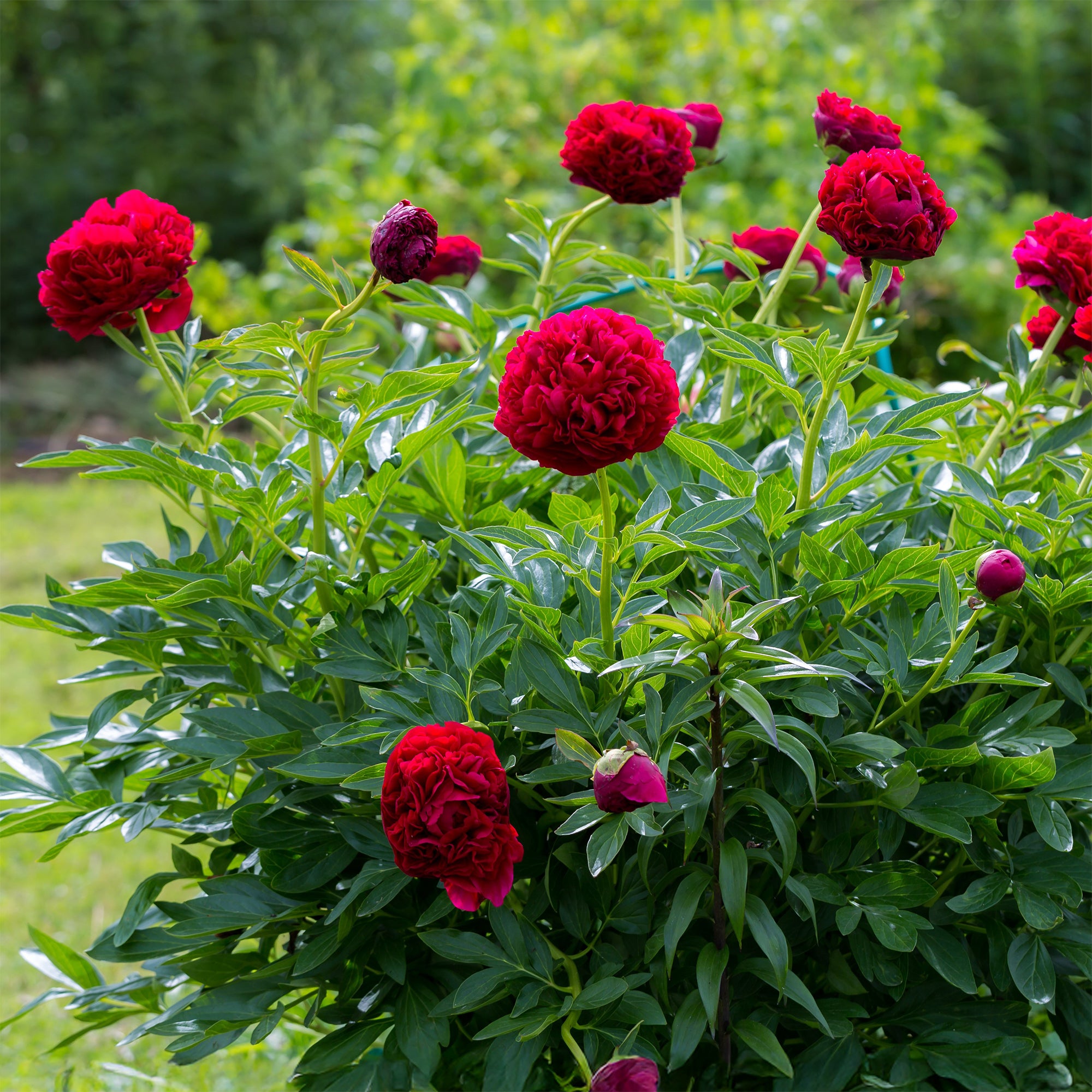 Bakker Pivoine Red Charm vivace racine nue fleurs rouges doubles