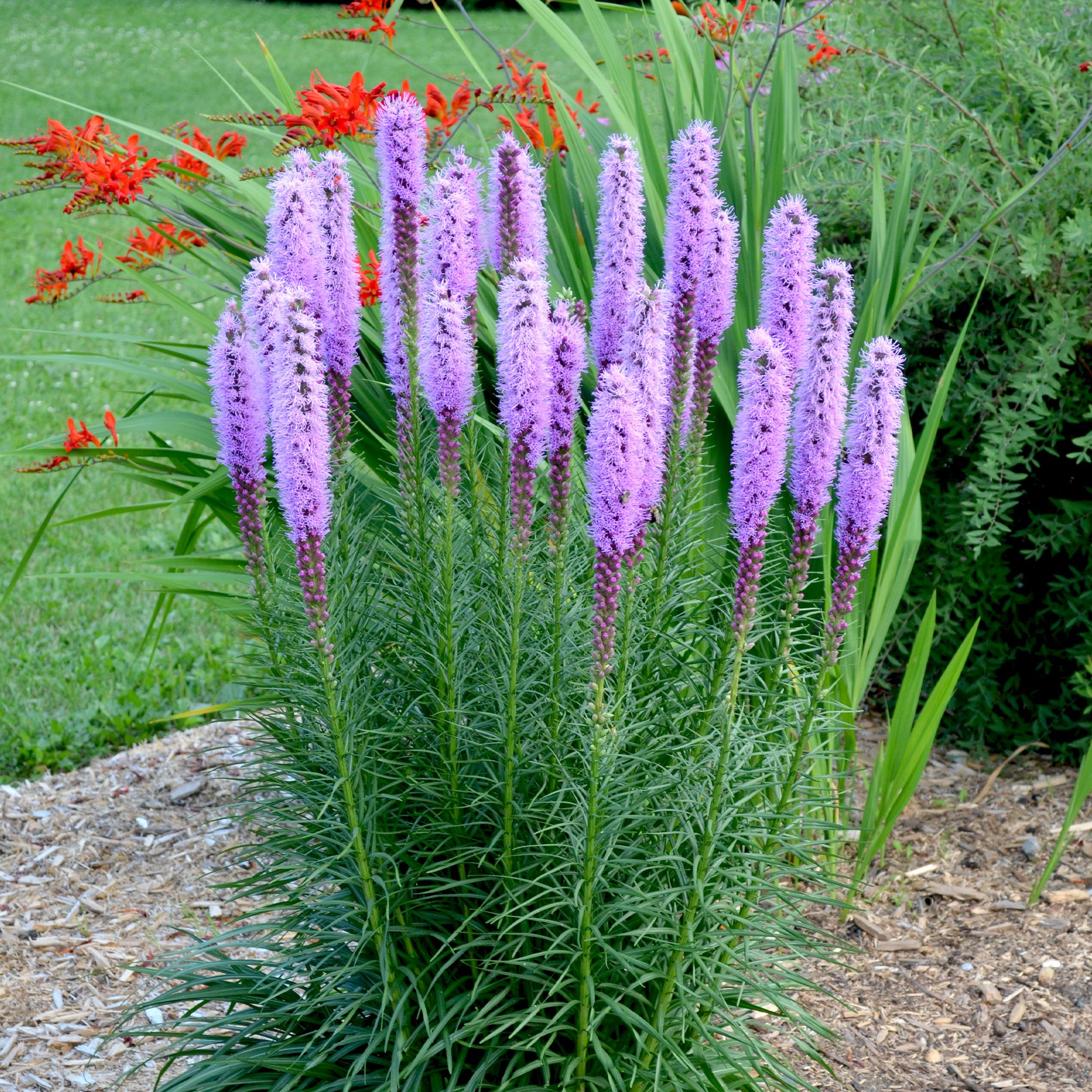 Bakker 25 Plumes du Kansas Liatris bulbes violets sachet 25 pièces