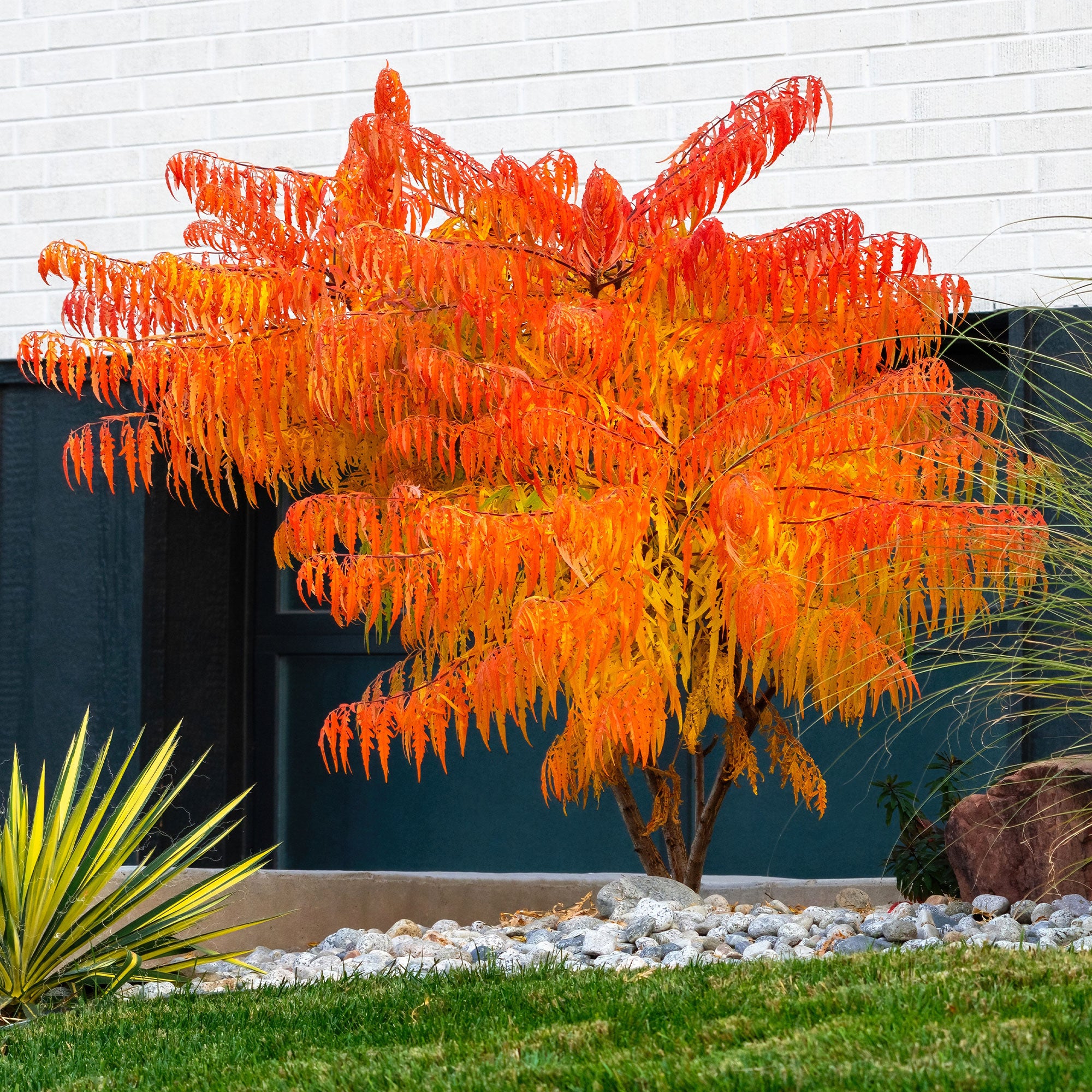 Bakker Arbustes Sumac de Virginie Tiger Eyes arbuste pot 4L doré