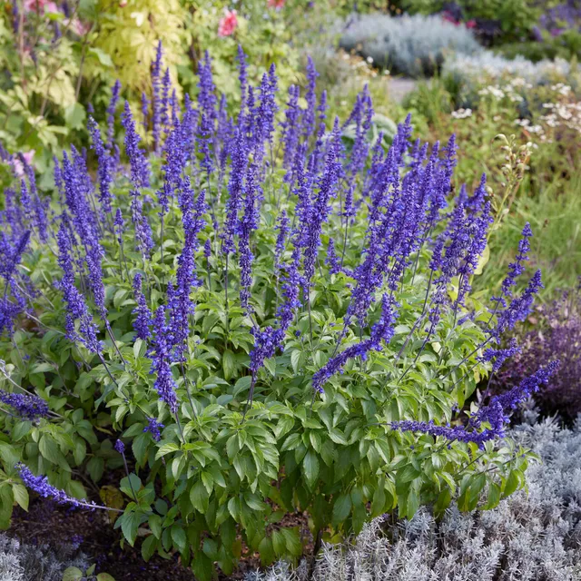 Bakker Sauge farineuse plante terrasse pot 10,6cm bleue