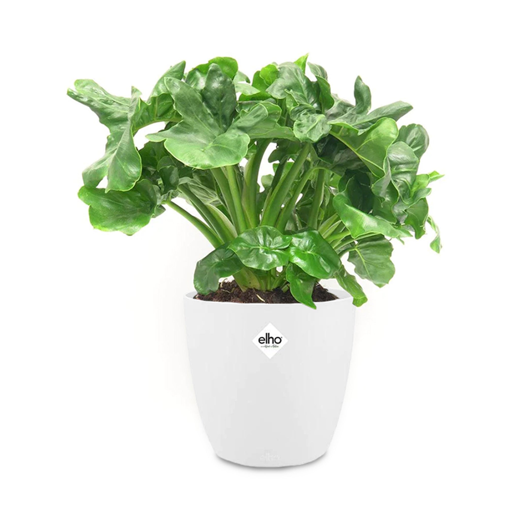 Bakker Philodendron Monstera Atom plante verte 2 pots Ø12cm