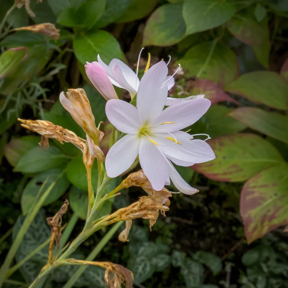 Bakker Lys des cafres blanc vivace pot floraison automne