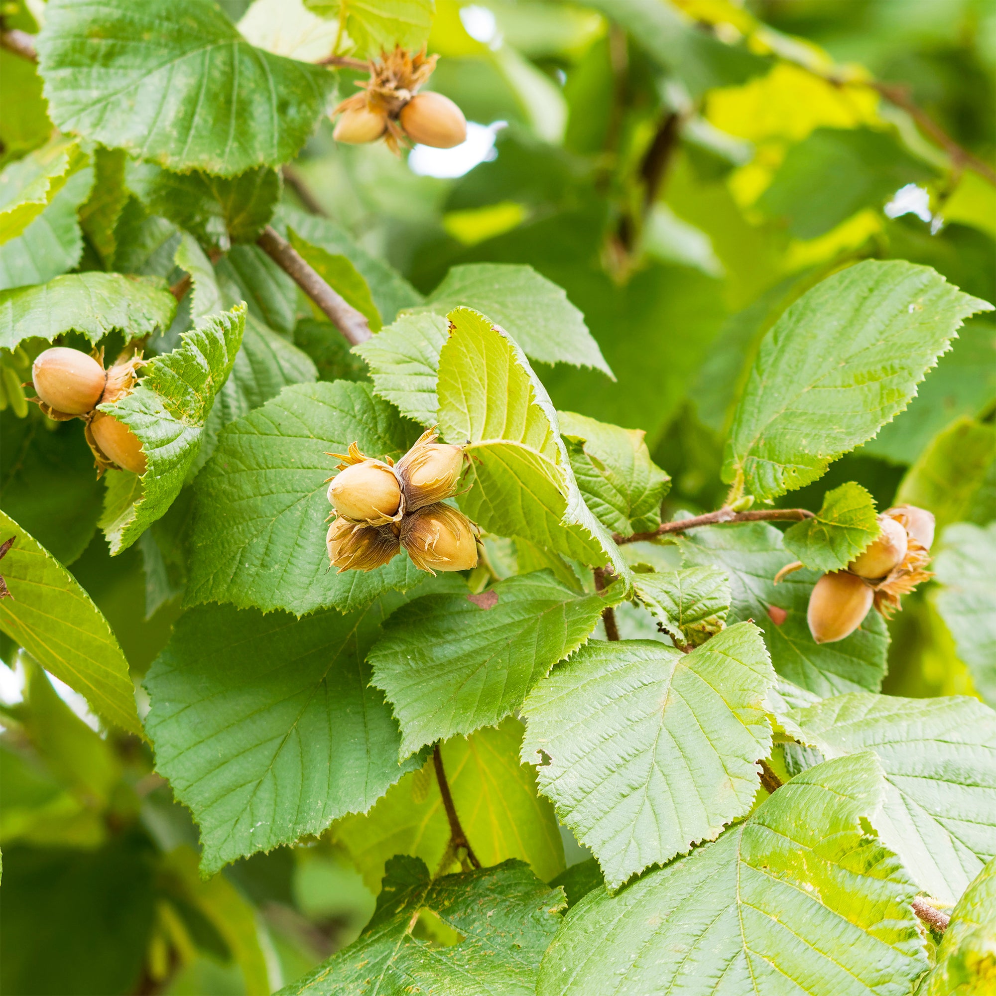 Bakker Fruitiers Noisetier vert fruitier pot 2L autofertile
