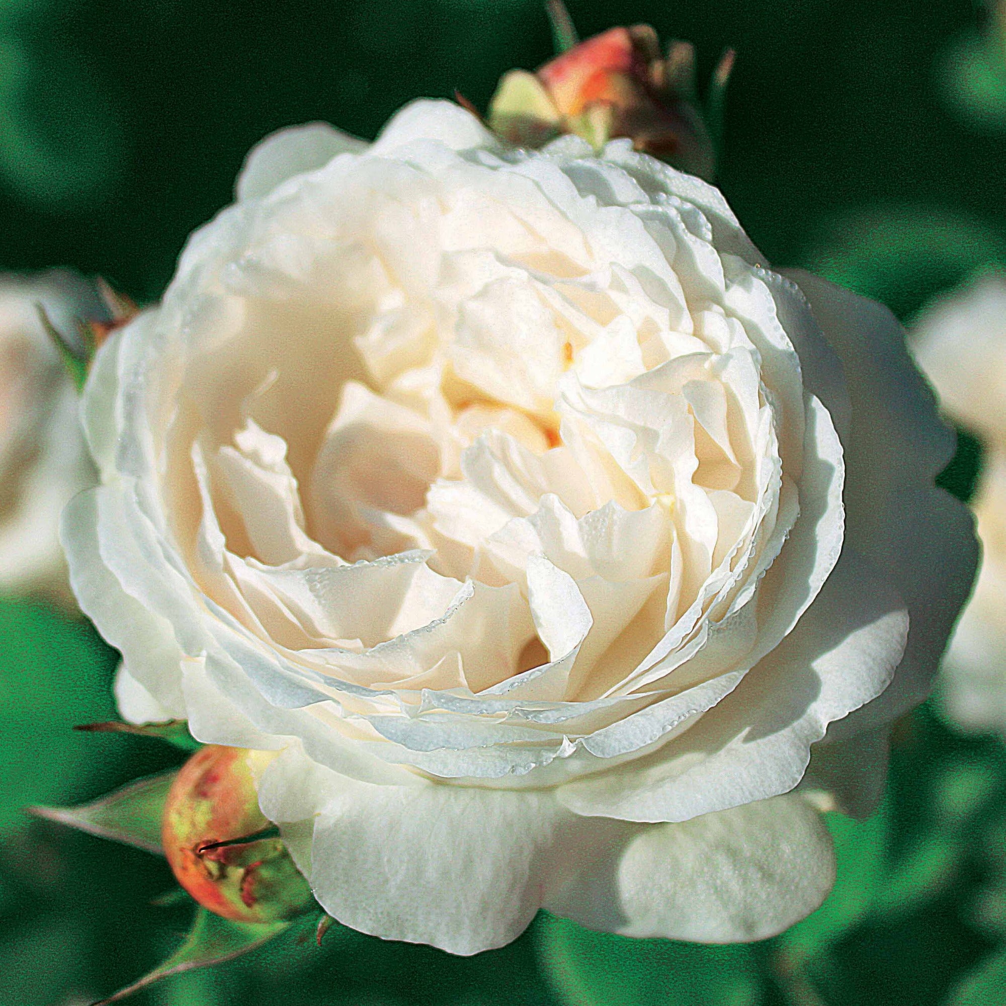 Bakker Collection 2 rosiers anglais racines nues parfumés