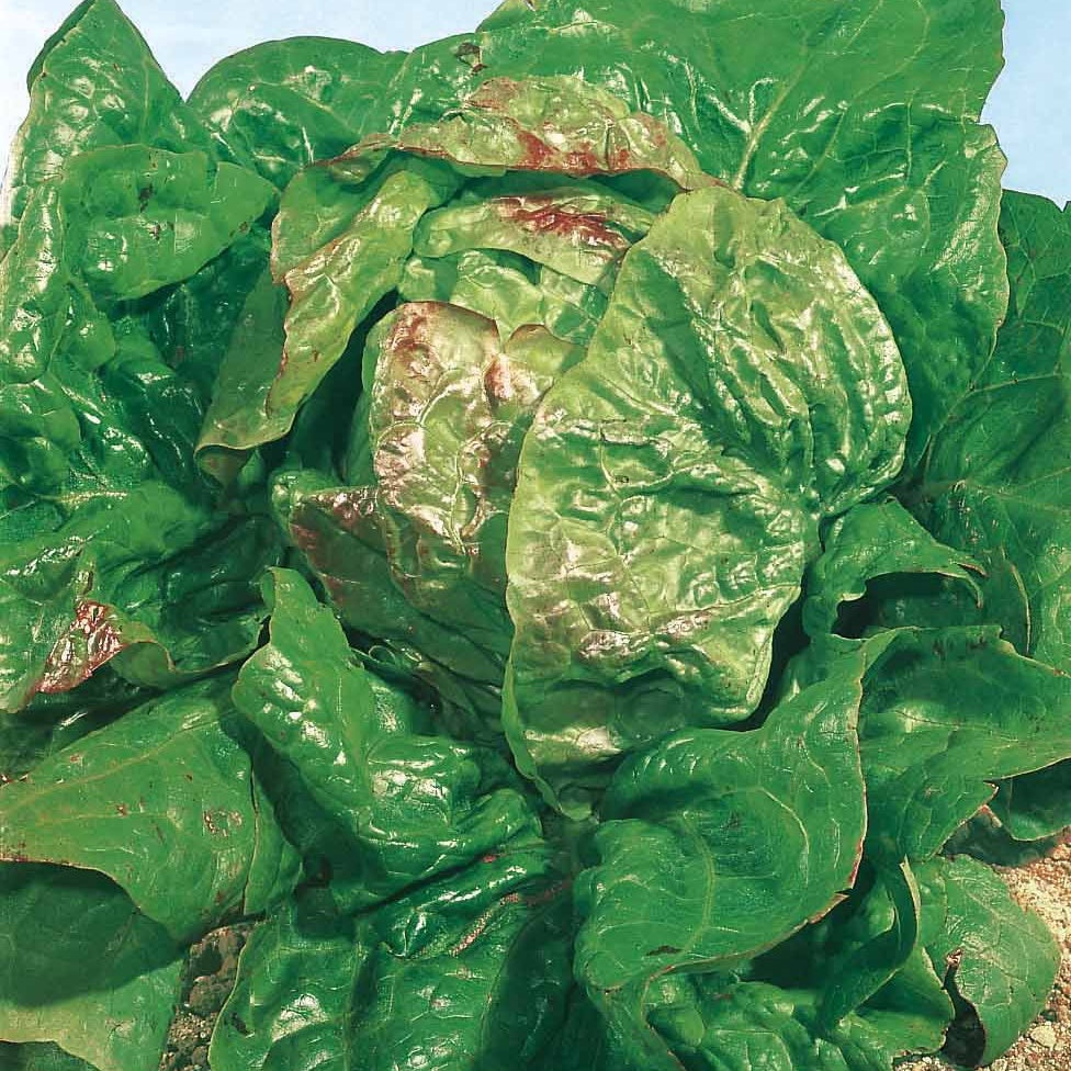 Bakker Laitue Pommée Verpia graines vert sachet 1g